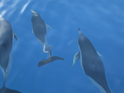 Delfiner på La Gomera